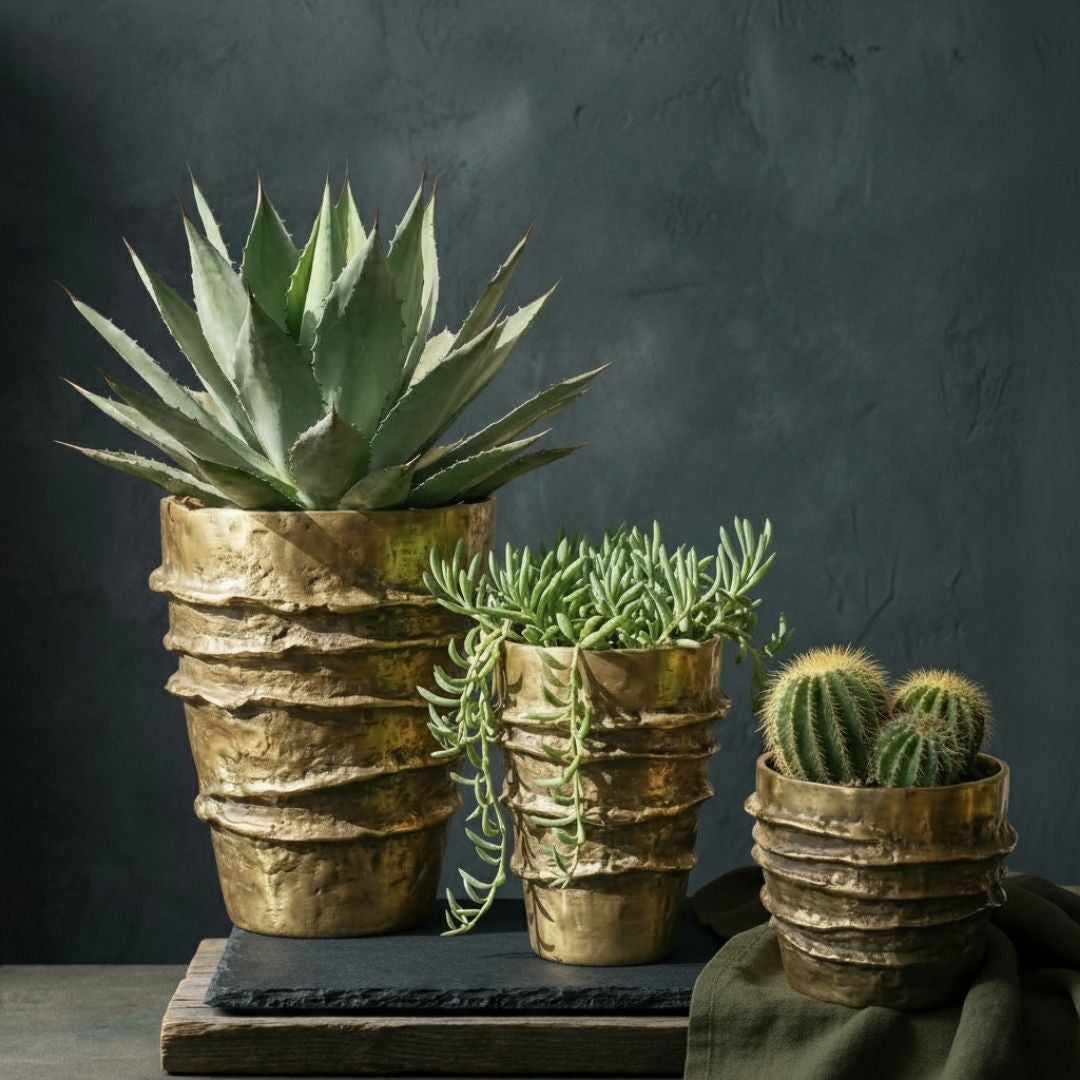 Three potted brass plants in textured pots on a dark surface with a dark background